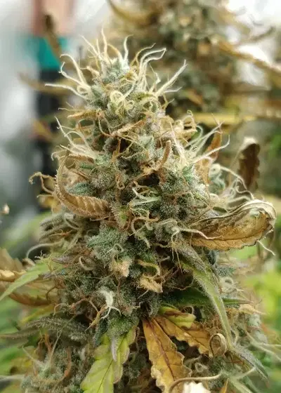 Blueberry Mango Auto by The Bakery Seed Co., Autoflower cannabis strain