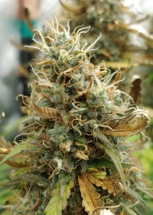 Blueberry Mango Auto by The Bakery Seed Co., Autoflower cannabis strain