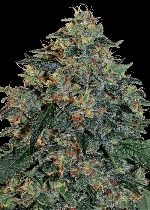 Blueberry OG by Barney's Farm, Photoperiod cannabis strain
