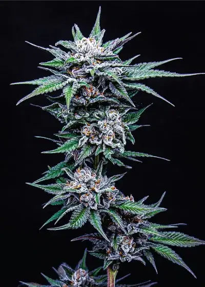 Blueberry Pancakes by Humboldt Seed Company, Photoperiod cannabis strain