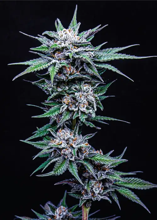 Blueberry Pancakes by Humboldt Seed Company, Photoperiod cannabis strain