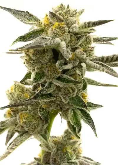 Blueberry Regular cannabis strain