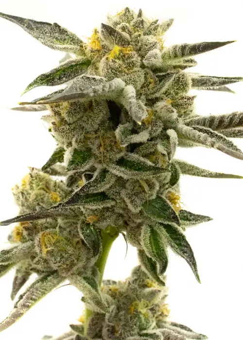 Blueberry Regular by Ganja Farmer, Photoperiod cannabis strain