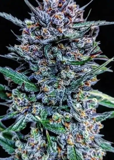 Blueberry Slime by Crossbone Genetics, Autoflower cannabis strain