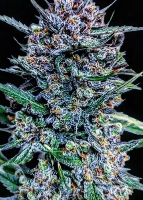 Blueberry Slime by Crossbone Genetics, Autoflower cannabis strain