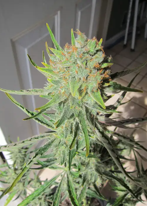 Blueberry x Jack Herer Autoflower by SeedSupreme, Autoflower cannabis strain