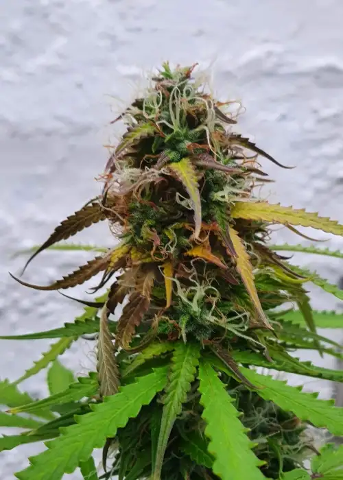 Bluetooth Auto by Copenhagen Seed Company, Autoflower cannabis strain