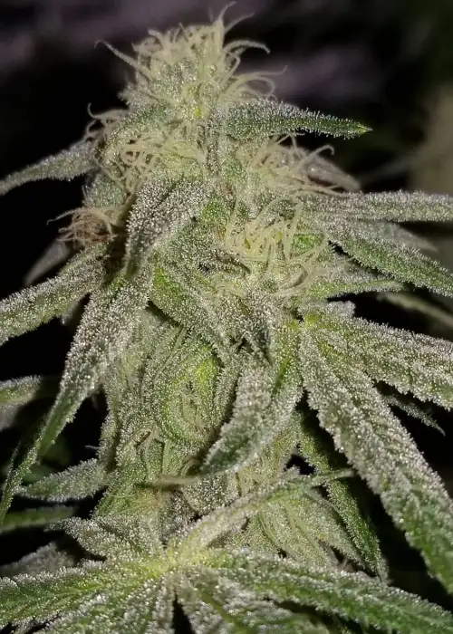 Bluniverse by Dynasty Seeds, Photoperiod cannabis strain