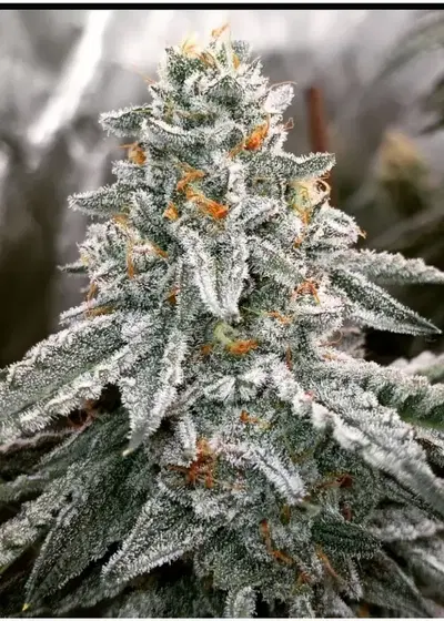 Bluntz by SinCity Seeds, Photoperiod cannabis strain