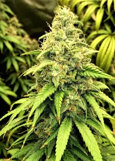 Blutonium Mass by Critical Mass Collective, Photoperiod cannabis strain