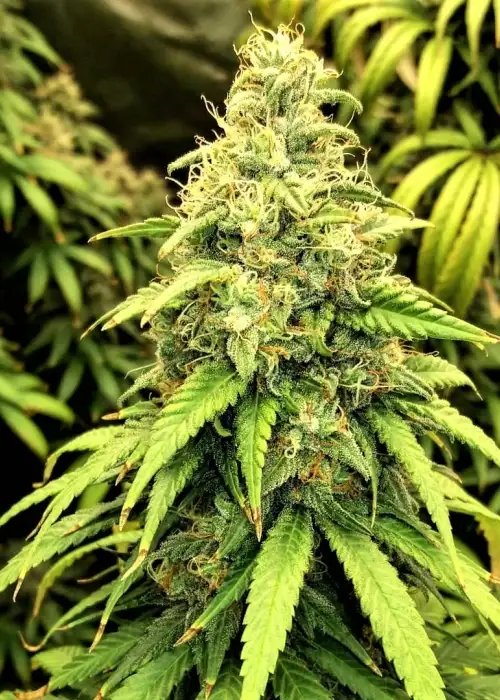 Blutonium Mass by Critical Mass Collective, Photoperiod cannabis strain