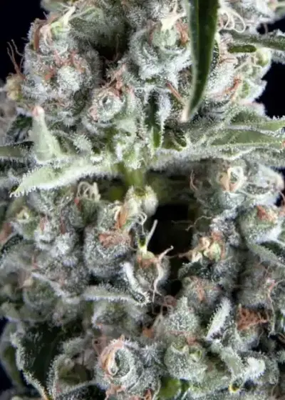 Boca Negra by Trikoma Seeds, Photoperiod cannabis strain
