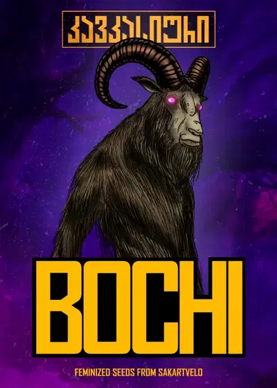 Bochi Fem by Caucasian Seeds, Photoperiod cannabis strain