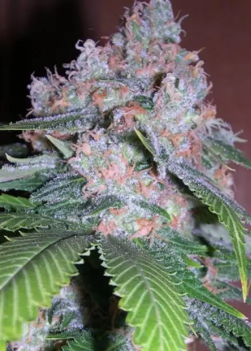 Bogglegum by B.O.G. Seeds, Photoperiod cannabis strain