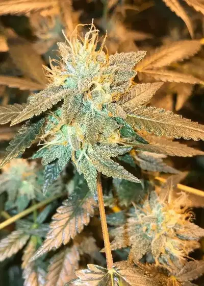 Bogota Breeze by Norstar Genetics, Photoperiod cannabis strain