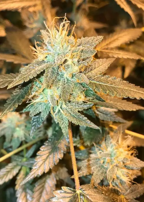 Bogota Breeze by Norstar Genetics, Photoperiod cannabis strain