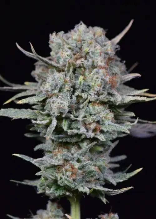 Bokito Banana Kush by Dutchfem, Photoperiod cannabis strain