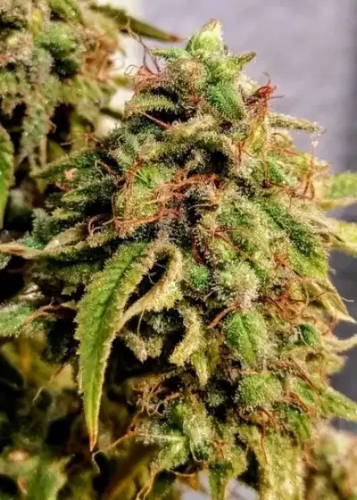 Bong Biscuits cannabis strain