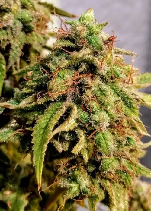 Bong Biscuits by Holy Smoke Seeds, Photoperiod cannabis strain