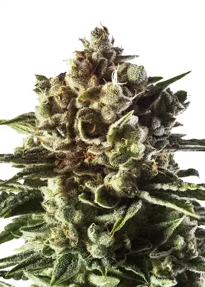 Boogie Nights by Amsterdam Marijuana Seeds AMS, Photoperiod cannabis strain