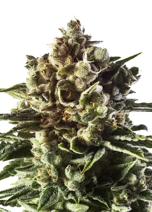 Boogie Nights by Amsterdam Marijuana Seeds AMS, Photoperiod cannabis strain