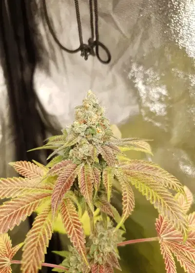 Boomerang by Mamiko Seeds, Photoperiod cannabis strain