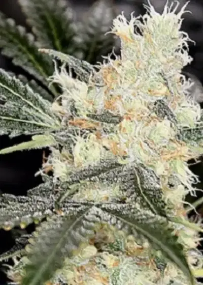 Bora Bora by Seed Junky Genetics, Photoperiod cannabis strain