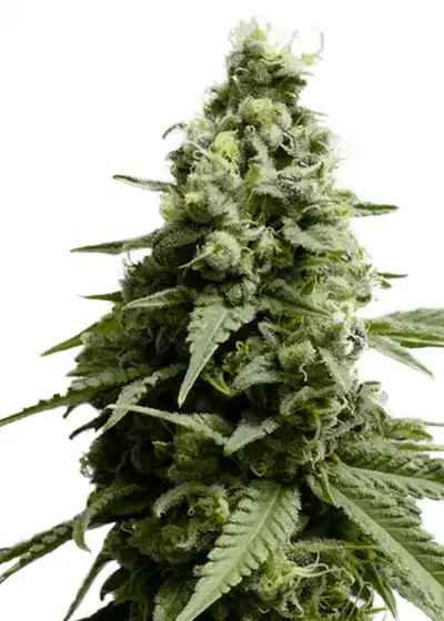 Borderliner XTRM by Amsterdam Marijuana Seeds AMS, Photoperiod cannabis strain