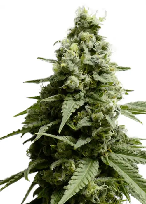 Borderliner XTRM by Amsterdam Marijuana Seeds AMS, Photoperiod cannabis strain