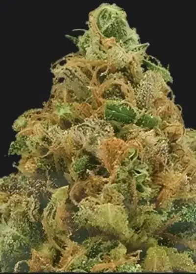 Borrachinha by Maconha Seeds Bank, Autoflower cannabis strain