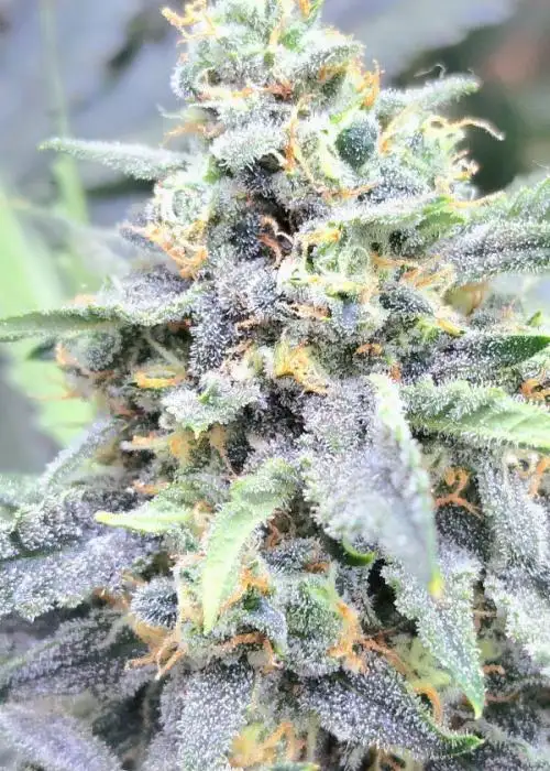 Boss Battle by Speedrun Seeds, Autoflower cannabis strain
