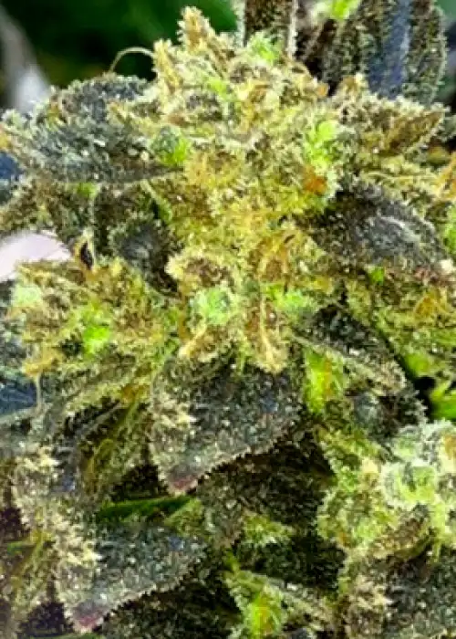 Boss Hogg by The Cali Connection, Photoperiod cannabis strain