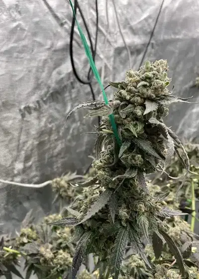Bourbon Street by Green Dot Labs, Photoperiod cannabis strain
