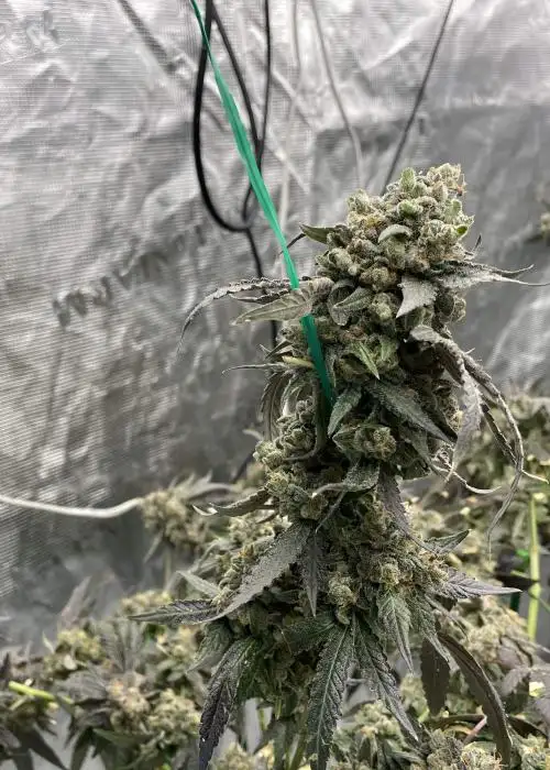 Bourbon Street by Green Dot Labs, Photoperiod cannabis strain