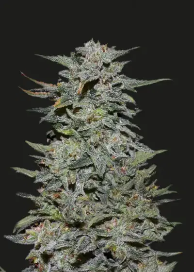 Boy Scout Cookies by Kalashnikov Seeds, Photoperiod cannabis strain