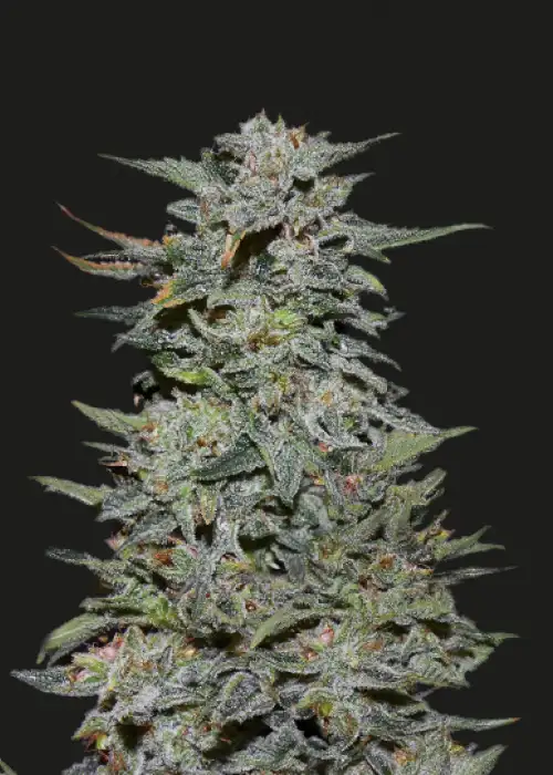 Boy Scout Cookies by Kalashnikov Seeds, Photoperiod cannabis strain