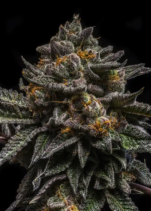 Brain Cake by Ripper Seeds, Photoperiod cannabis strain