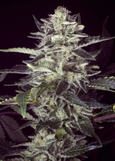 Brain Stroke by High Speed Buds, Autoflower cannabis strain