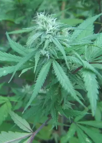 Brains Choice by KC Brains, Photoperiod cannabis strain