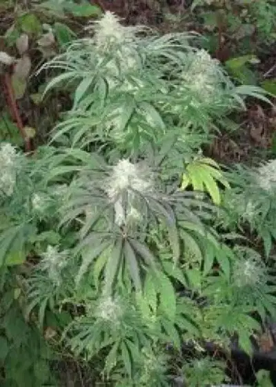 Brains Damage by KC Brains, Photoperiod cannabis strain