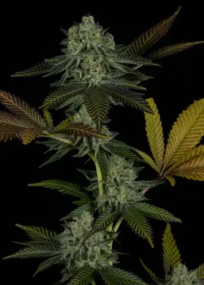 Brainstorm by Dirty Bird Genetics, Photoperiod cannabis strain