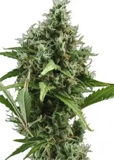 Brainwreck by Coastal Genetics, Photoperiod cannabis strain