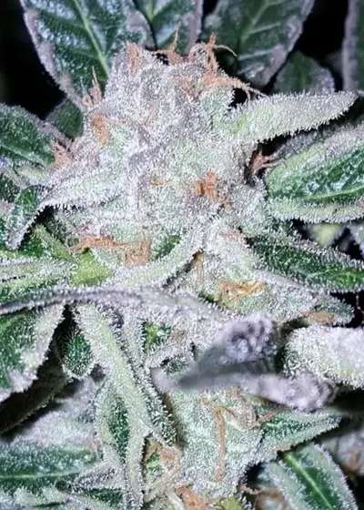 Brandywine by Dungeons Vault Genetics, Photoperiod cannabis strain