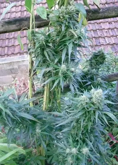Brasil x K.C. by KC Brains, Photoperiod cannabis strain