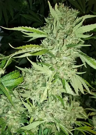 Brazil Amazonia by World of Seeds, Photoperiod cannabis strain