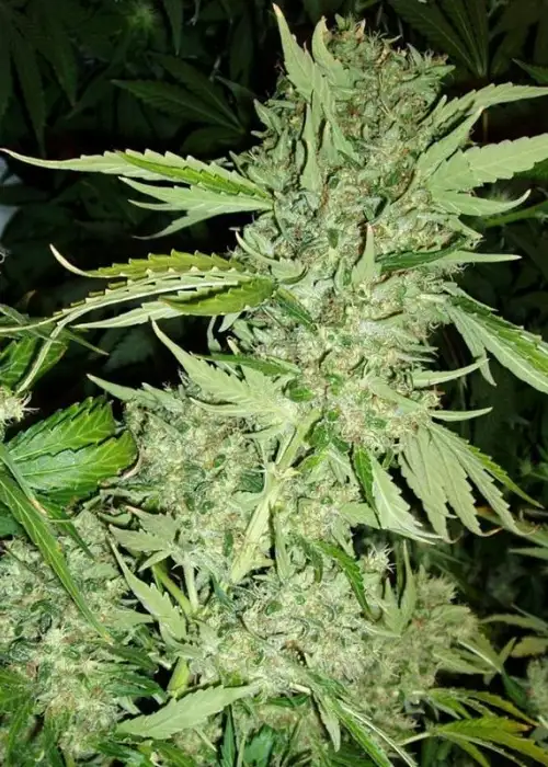Brazil Amazonia by World of Seeds, Photoperiod cannabis strain