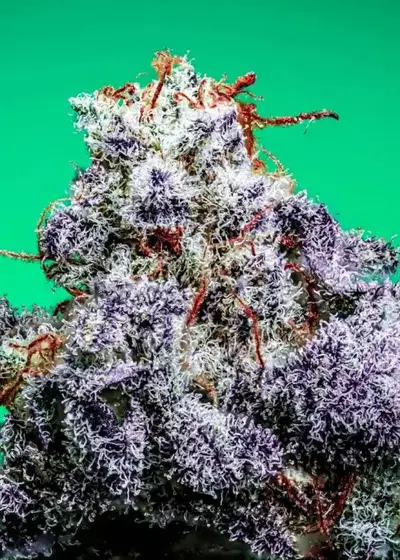 Bridal Party s1 by CopyCat Genetics, Photoperiod cannabis strain