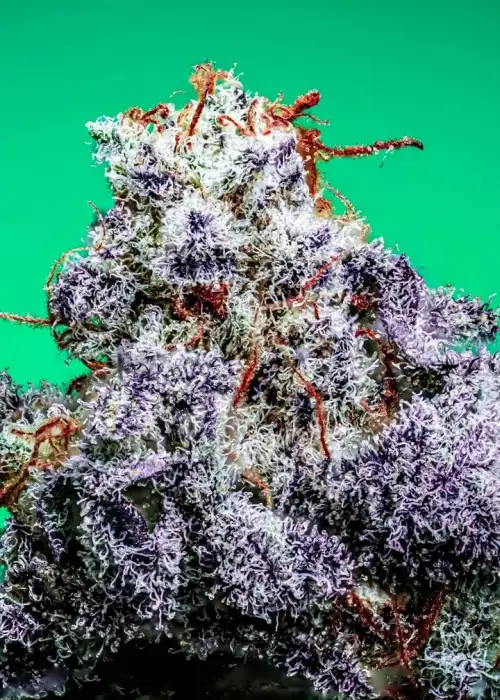 Bridal Party s1 by CopyCat Genetics, Photoperiod cannabis strain