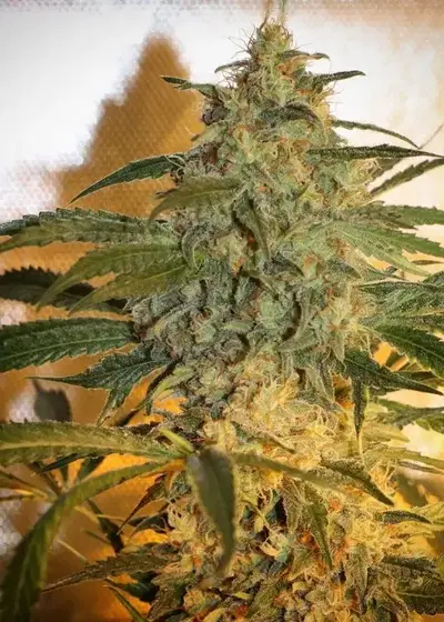 Brooklyn Mango by Dr. Underground, Photoperiod cannabis strain