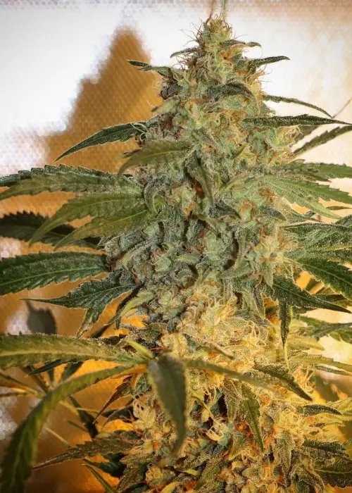 Brooklyn Mango by Dr. Underground, Photoperiod cannabis strain
